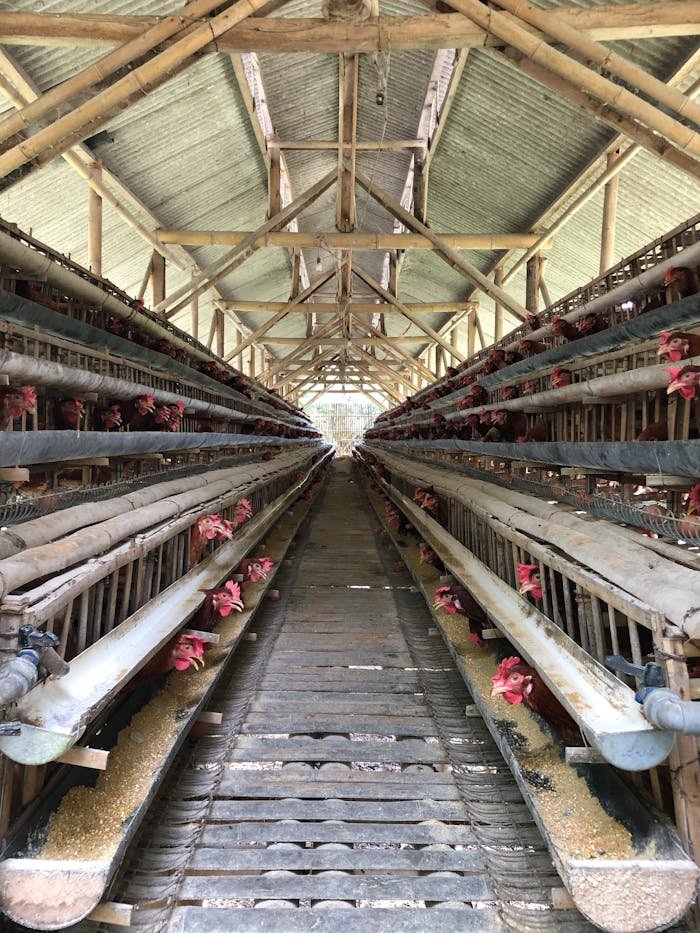 View of an organized chicken farm interior structure with multiple rows of hens in cages.