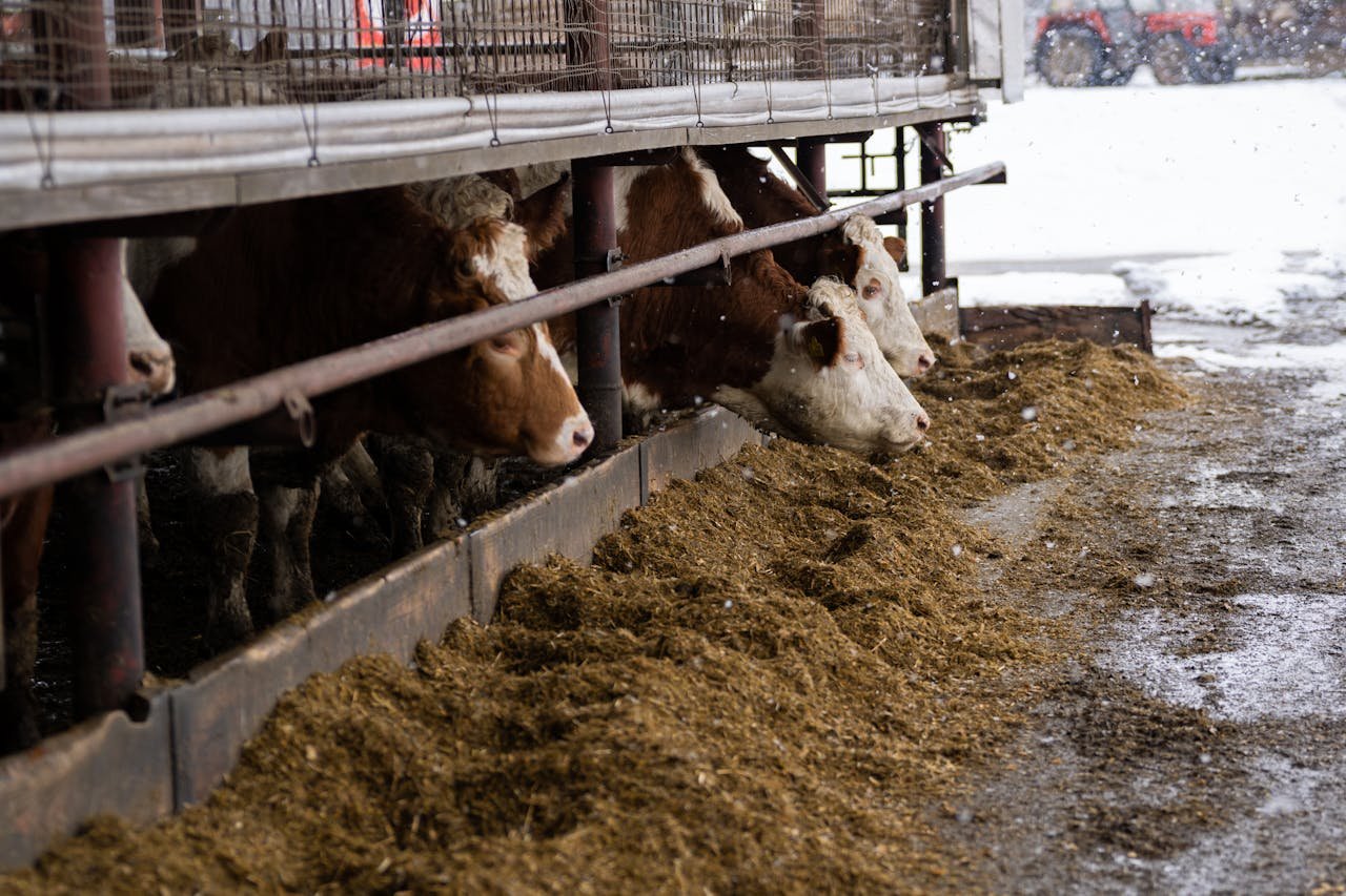 Brown and white cows feeding on a farm in snowy Slovakia.